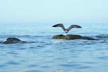 Fototapeta premium Sea Gull on the beach