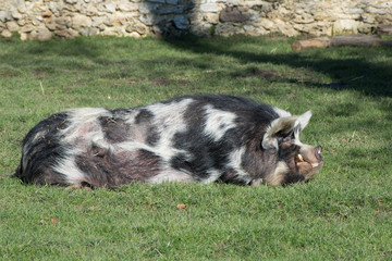 One big spocked pig sleeping in the green grass
