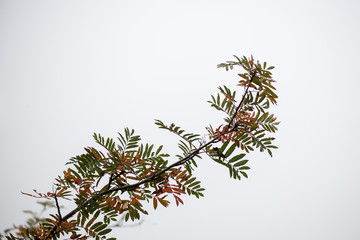 tree branches on blue background