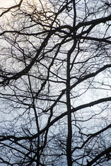 tree branches on blue background