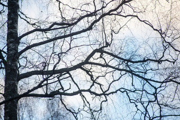 Fototapeta na wymiar tree branches on blue background