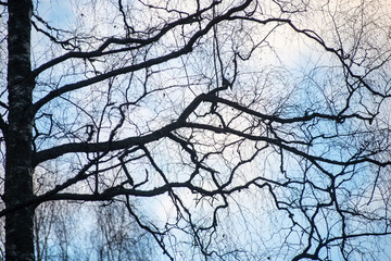 tree branches on blue background