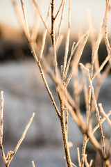 Fototapeta premium dry grass in winter