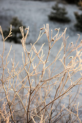 dry grass in winter