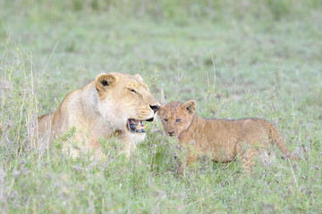 Lioness (Panthera leo) with cub on savannah, Serengeti national park, Tanzania.