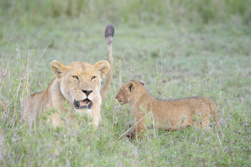 Lioness (Panthera leo) with cub on savannah, Serengeti national park, Tanzania.