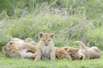 Fototapeta na wymiar Lion cubs (Panthera leo) playing on the savanna, Serengeti national park, Tanzania.