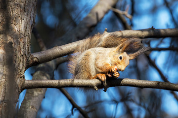 Red squirrel eating nut