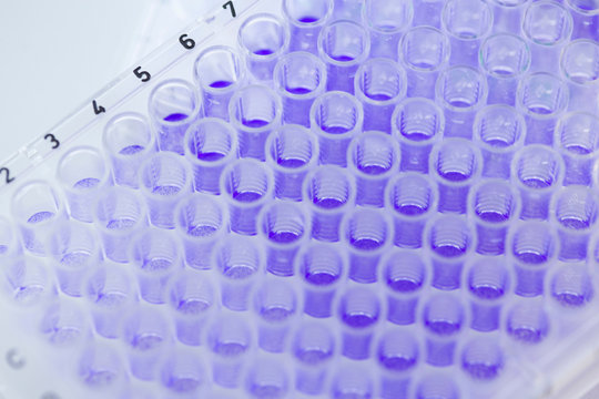 Close up of 96-well microtiter plate with crystal violet solution to examine toxicity