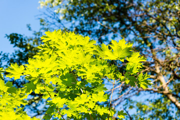 green leaves on blue sky