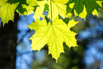 green leaves on blue sky
