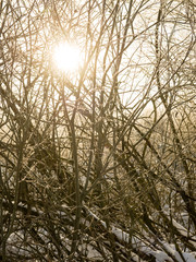 tree branches on blue background