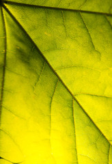 green leaves on blue sky