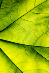 green leaves on blue sky