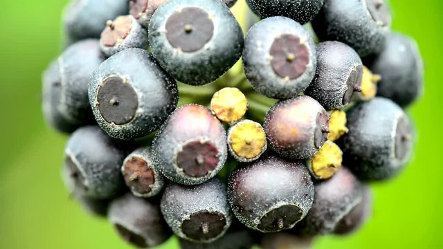 Fr&uuml;chte des Efeu
