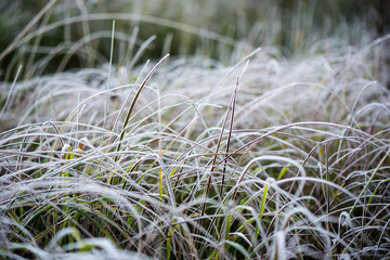 frosty grass in winter