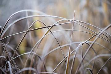 frosty grass in winter