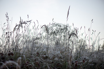 frosty grass in winter