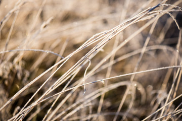 Fototapeta premium frosty grass in winter