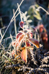 frosty grass in winter