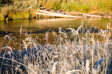 frosty grass in winter