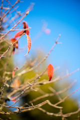 dry grass in late autumn