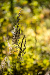 dry grass in late autumn