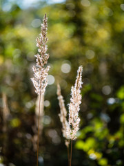 dry grass in late autumn