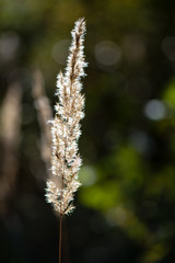 dry grass in late autumn