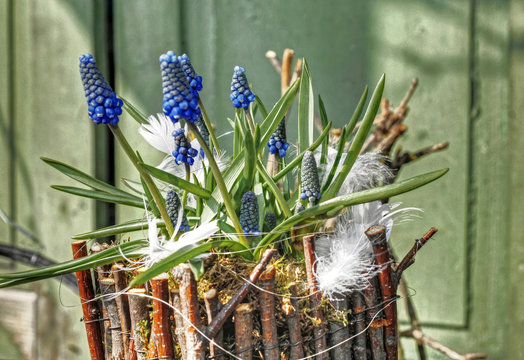 Osterfloristik mit blauen Traubenhyazinthen und weissen Federn
