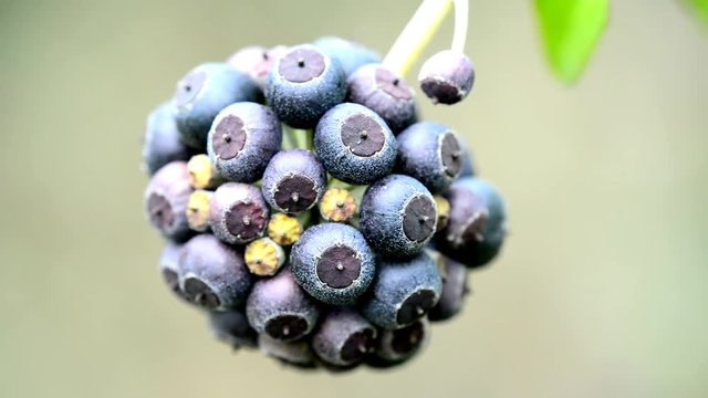 Fr&uuml;chte des Efeu
