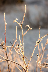 dry grass in winter