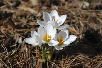 White crocus in the forest. Springtime.