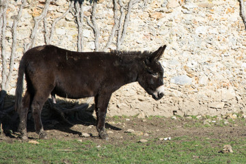 One brown donkey