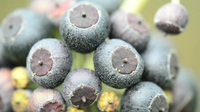 Fr&uuml;chte des Efeu
