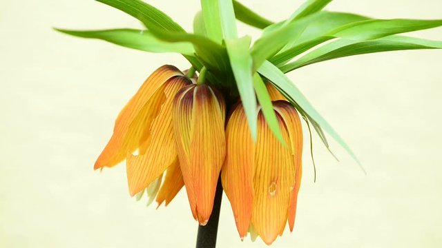 Kaiserkrone,Fritillaria imperialis,Bl&uuml;te
