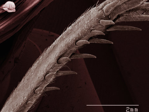 Coloured SEM of house cricket (Acheta domesticus) leg spurs