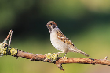 Eurasian tree sparrow sitting on a branch summer