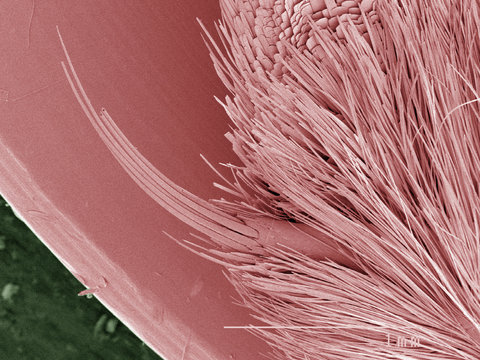 Coloured SEM of silk moth antenna