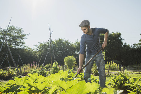 Gardener hoeing in courgette patch