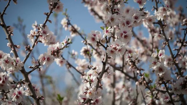 Flowering apricot tree against the blue sky