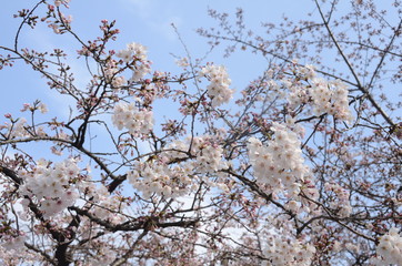 桜　花見