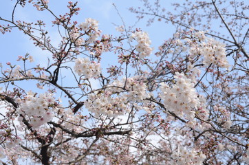 桜　花見