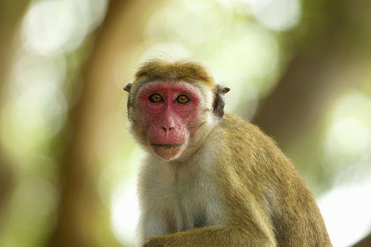 Portrait of an alert macaque monkey (Macaca sinica), Yala National Park, Sri Lanka, Asia