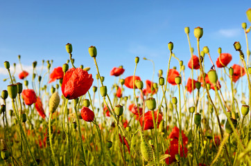 Fantastic landscape with poppies in the field against the sky in