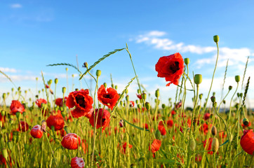 Fantastic landscape with poppies in the field against the sky