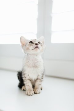 Tabby kitten sitting by door