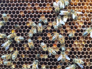 abeilles