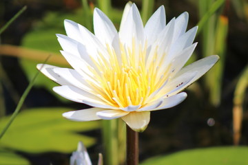 White water lily in the Okavango Delta on a sunny day