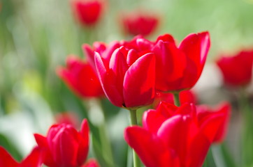 Rote Tulpen im Beet an einem sonnigen Frühlingstag